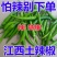 江西农家辣椒新鲜土辣椒青椒自种特辣爆辣现摘现发薄皮