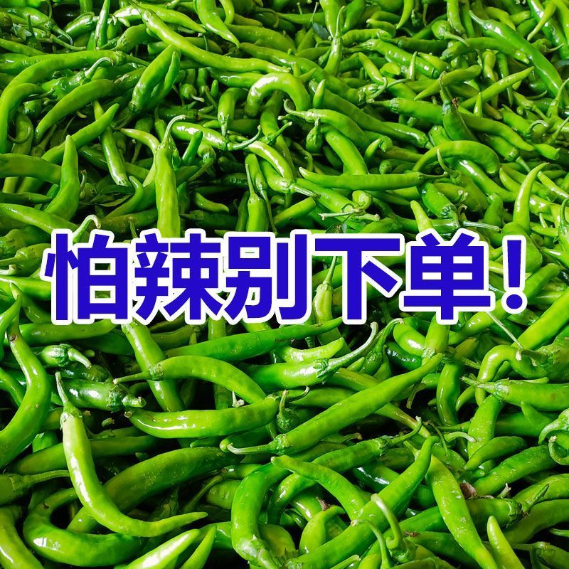 江西农家辣椒新鲜土辣椒青椒自种特辣爆辣现摘现发薄皮