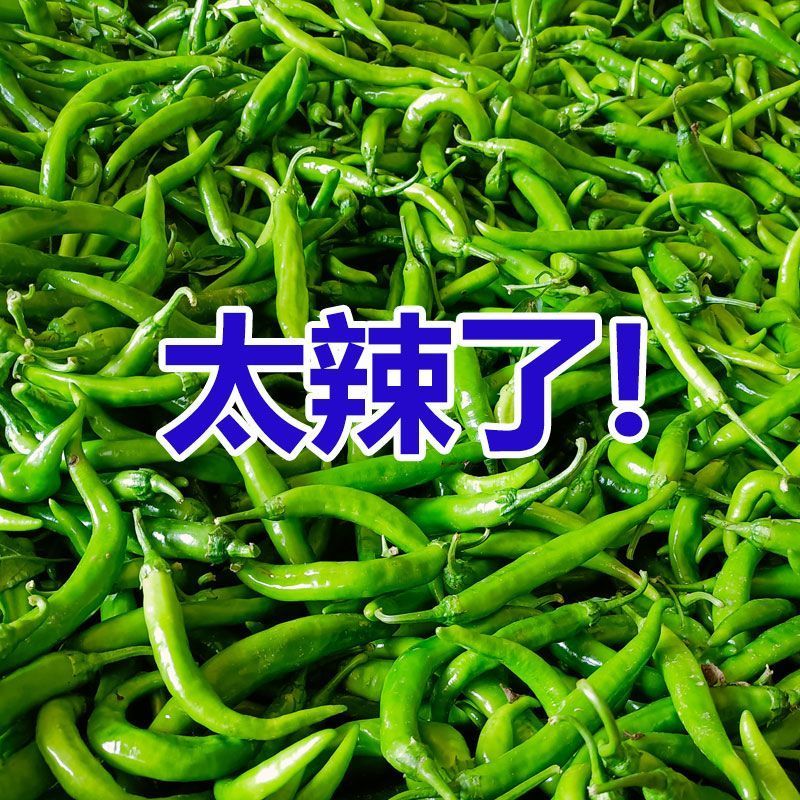 江西农家辣椒新鲜土辣椒青椒自种特辣爆辣现摘现发薄皮