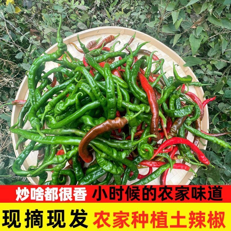 江西农家辣椒新鲜土辣椒青椒自种特辣爆辣现摘现发薄皮