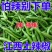 江西农家辣椒新鲜土辣椒青椒自种特辣爆辣现摘现发薄皮