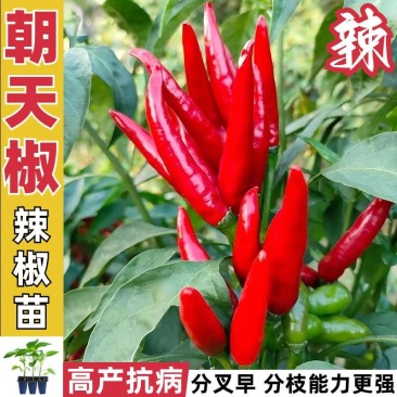 朝天椒苗8颗