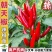 朝天椒苗8颗
