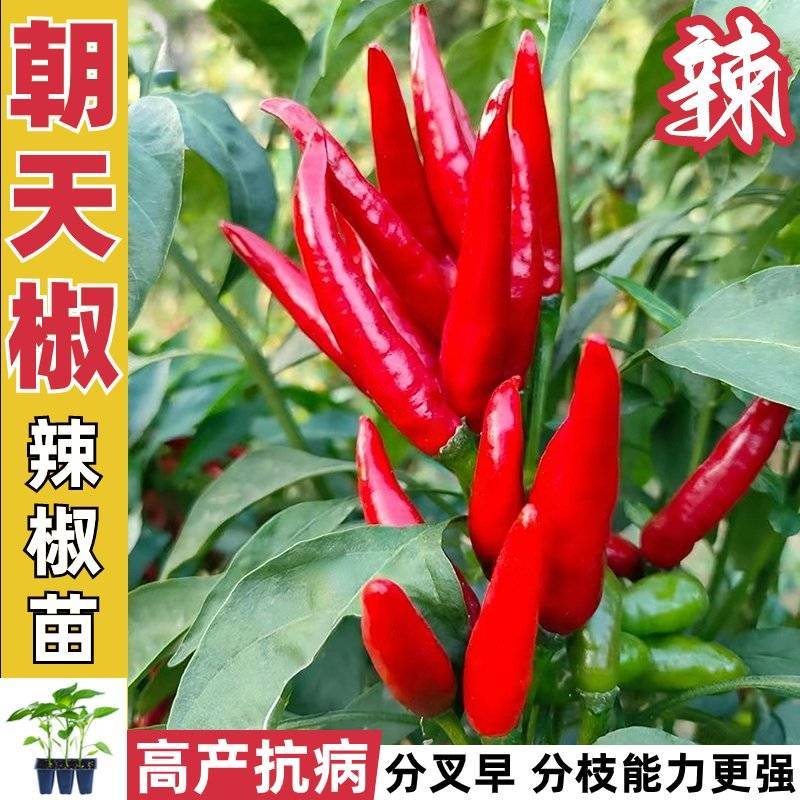 朝天椒苗8颗