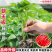 朝天椒苗8颗