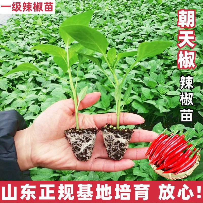 朝天椒苗8颗