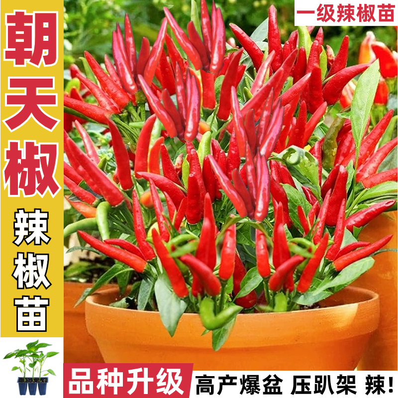 朝天椒苗8颗