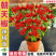 朝天椒苗8颗