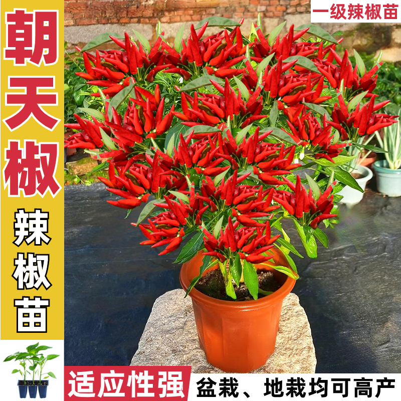 朝天椒苗8颗