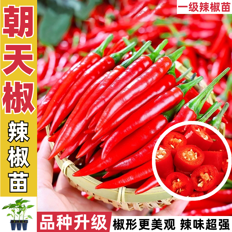 朝天椒苗8颗