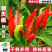 朝天椒苗8颗