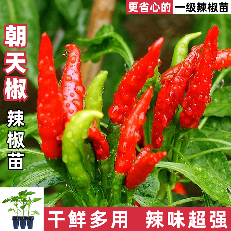 朝天椒苗8颗