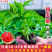 朝天椒苗8颗