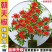 朝天椒苗8颗