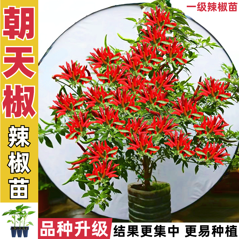 朝天椒苗8颗