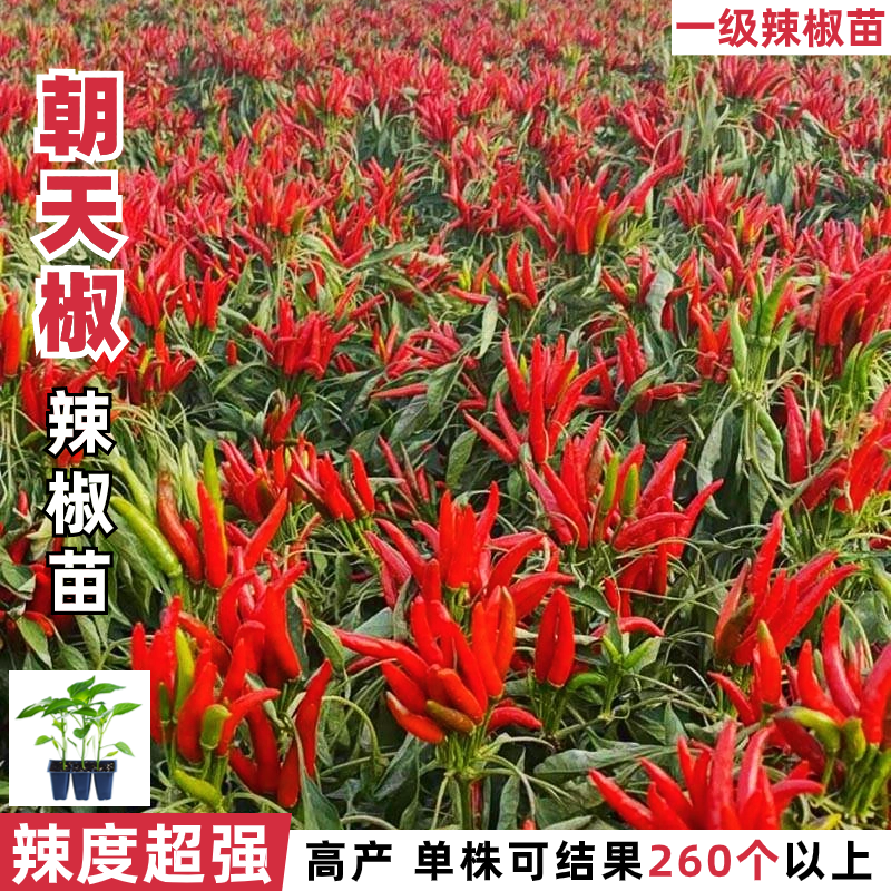 朝天椒苗8颗