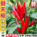 朝天椒苗8颗