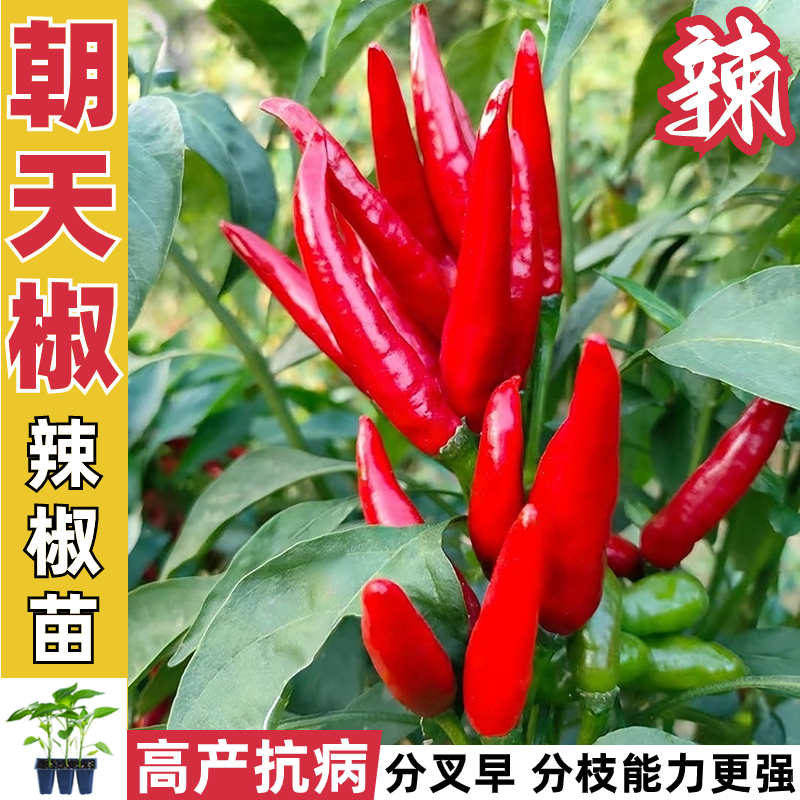 朝天椒苗8颗
