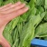 豌豆尖豌豆苗肥嫩大叶豌豆尖进口豌豆种2025年6