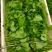 豌豆尖豌豆苗肥嫩大叶豌豆尖进口豌豆种2025年6