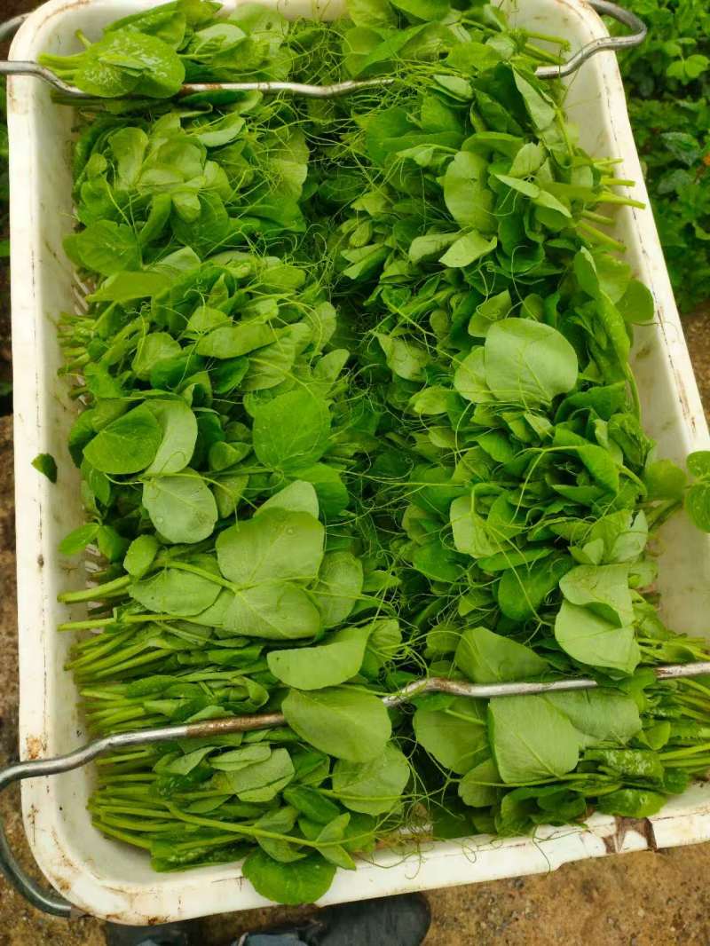 豌豆尖豌豆苗肥嫩大叶豌豆尖进口豌豆种2025年6