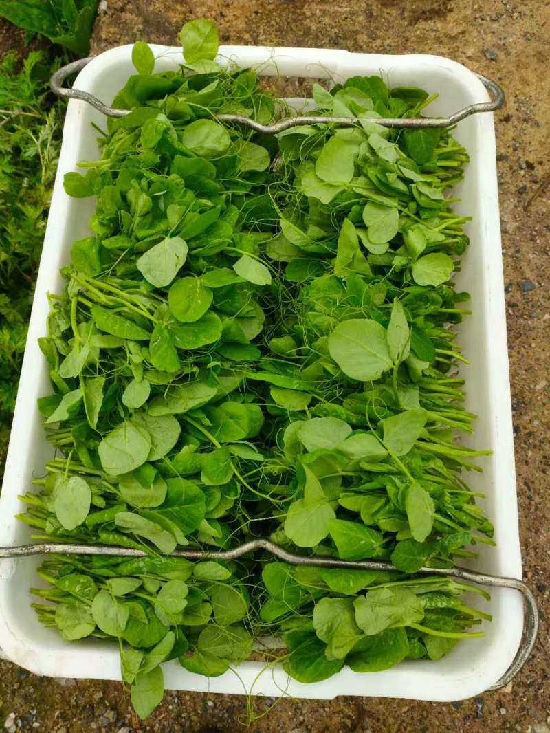 豌豆尖豌豆苗肥嫩大叶豌豆尖进口豌豆种2025年6