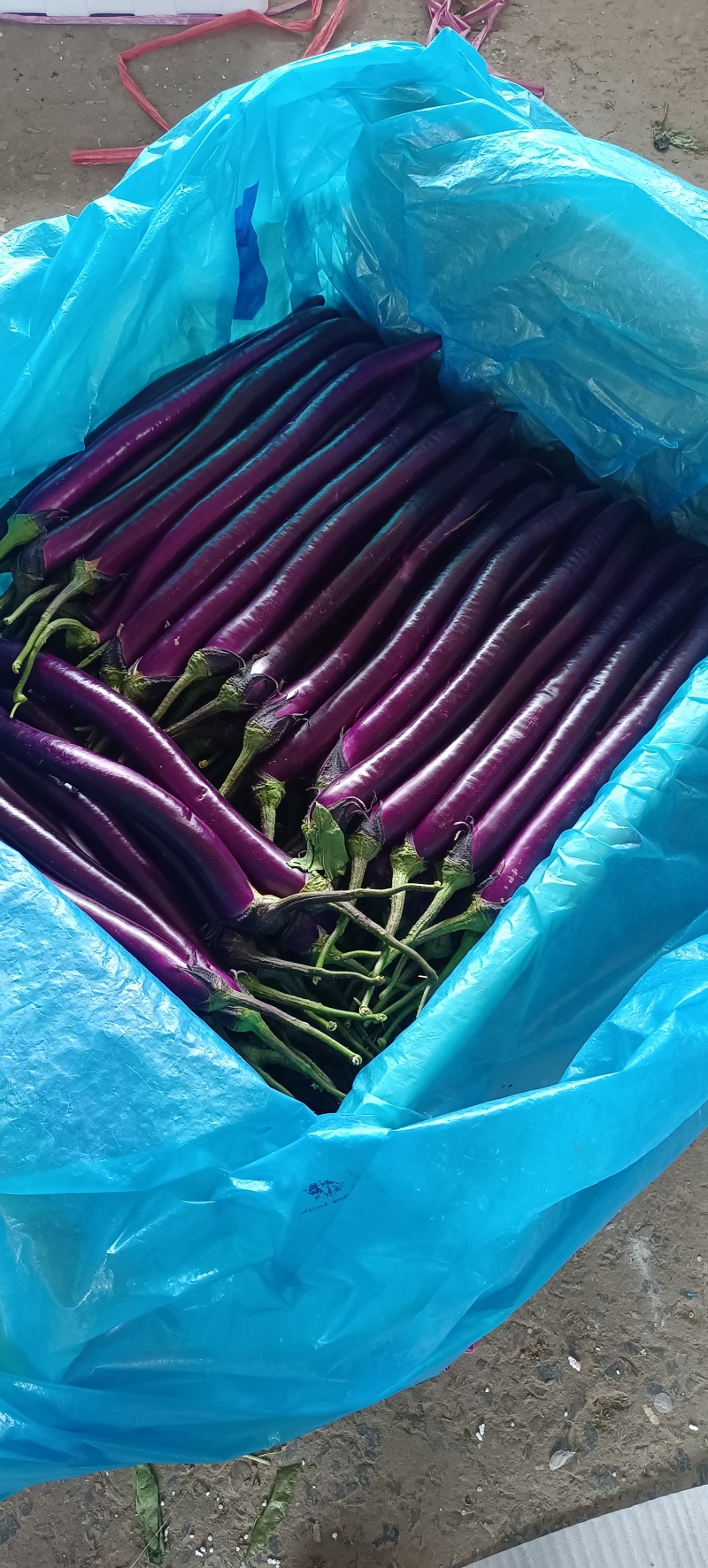 山东兰陵产区弓棚红线茄大量上市中货源充足质量保证，
