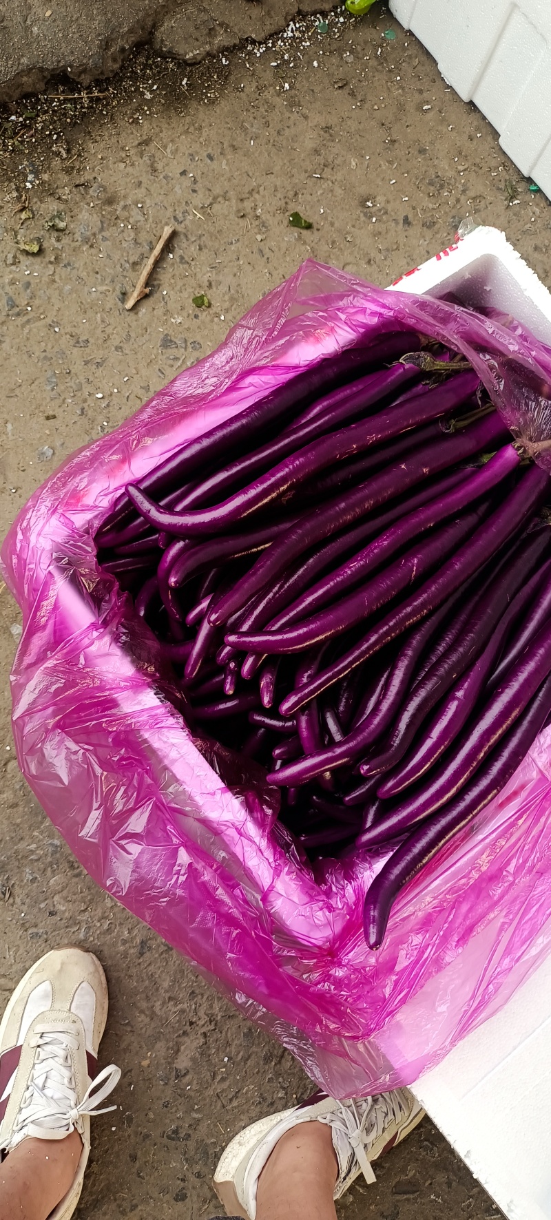 山东兰陵产区弓棚红线茄大量上市中货源充足质量保证，