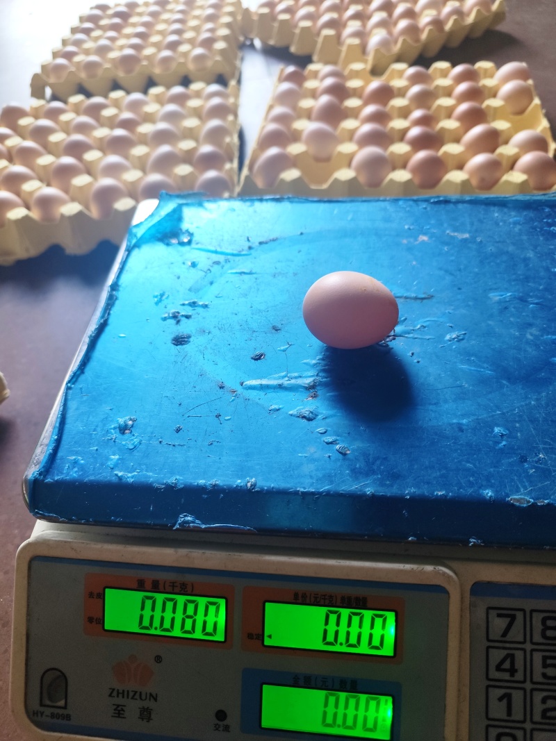 土鸡蛋初生蛋头窝蛋温氏同产地鸡蛋各种规格型号都有量充足