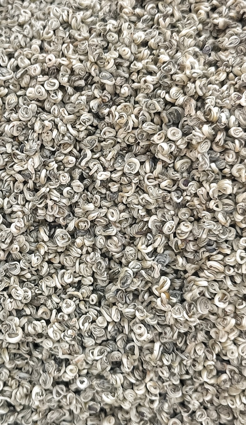 云南普洱单芽碧螺春特级嫩芽散装产地直供
