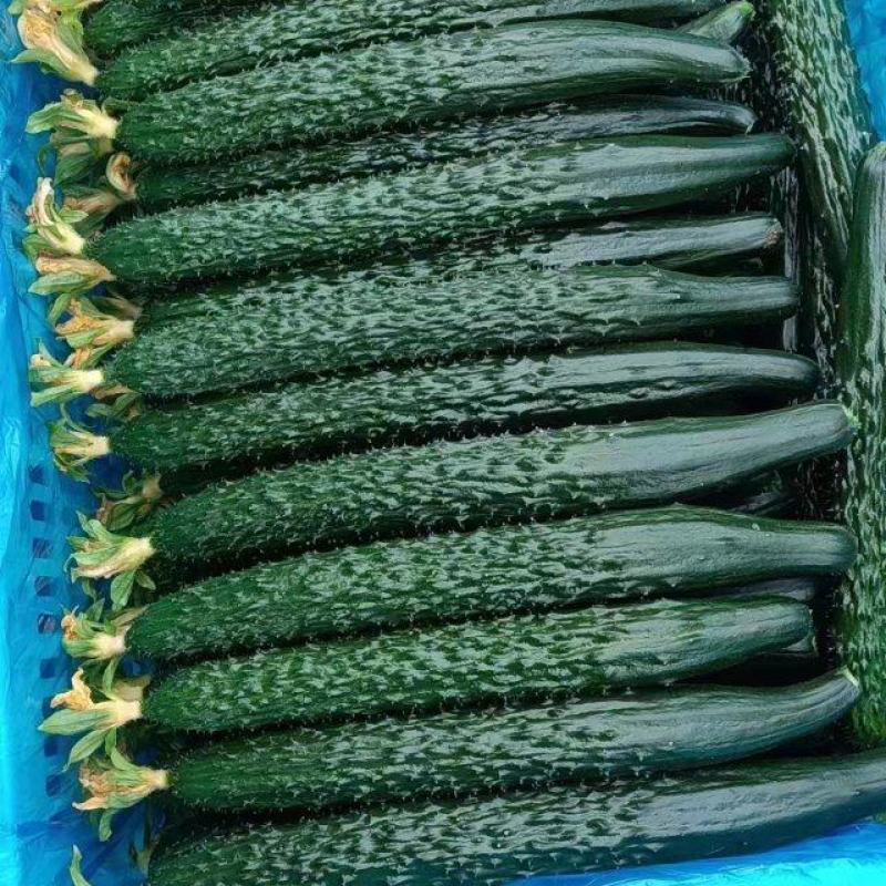 山东密刺黄瓜，精品，一级黄瓜大量现货上市，要货联系我