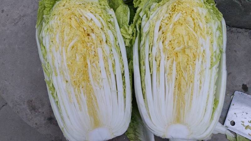 河北临漳黄心大白菜产地直销需要联系