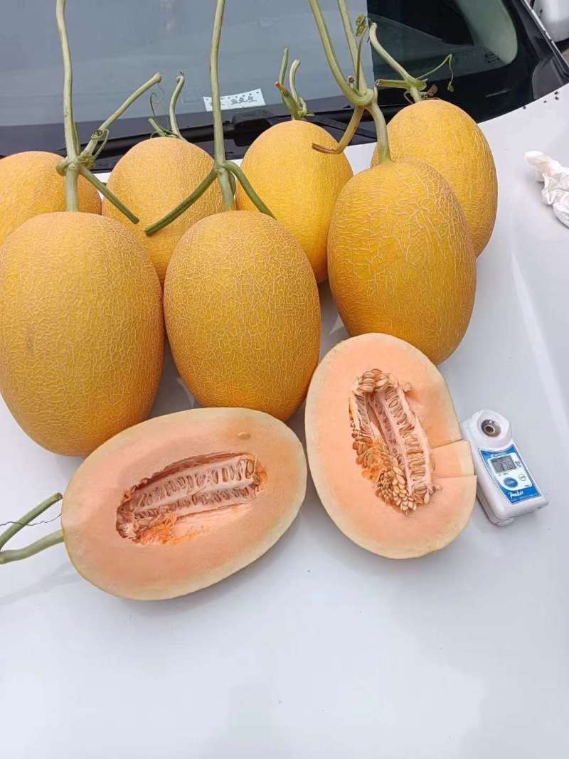 精品哈密瓜凤金6号产地供应量大从优质量保证欢迎咨询