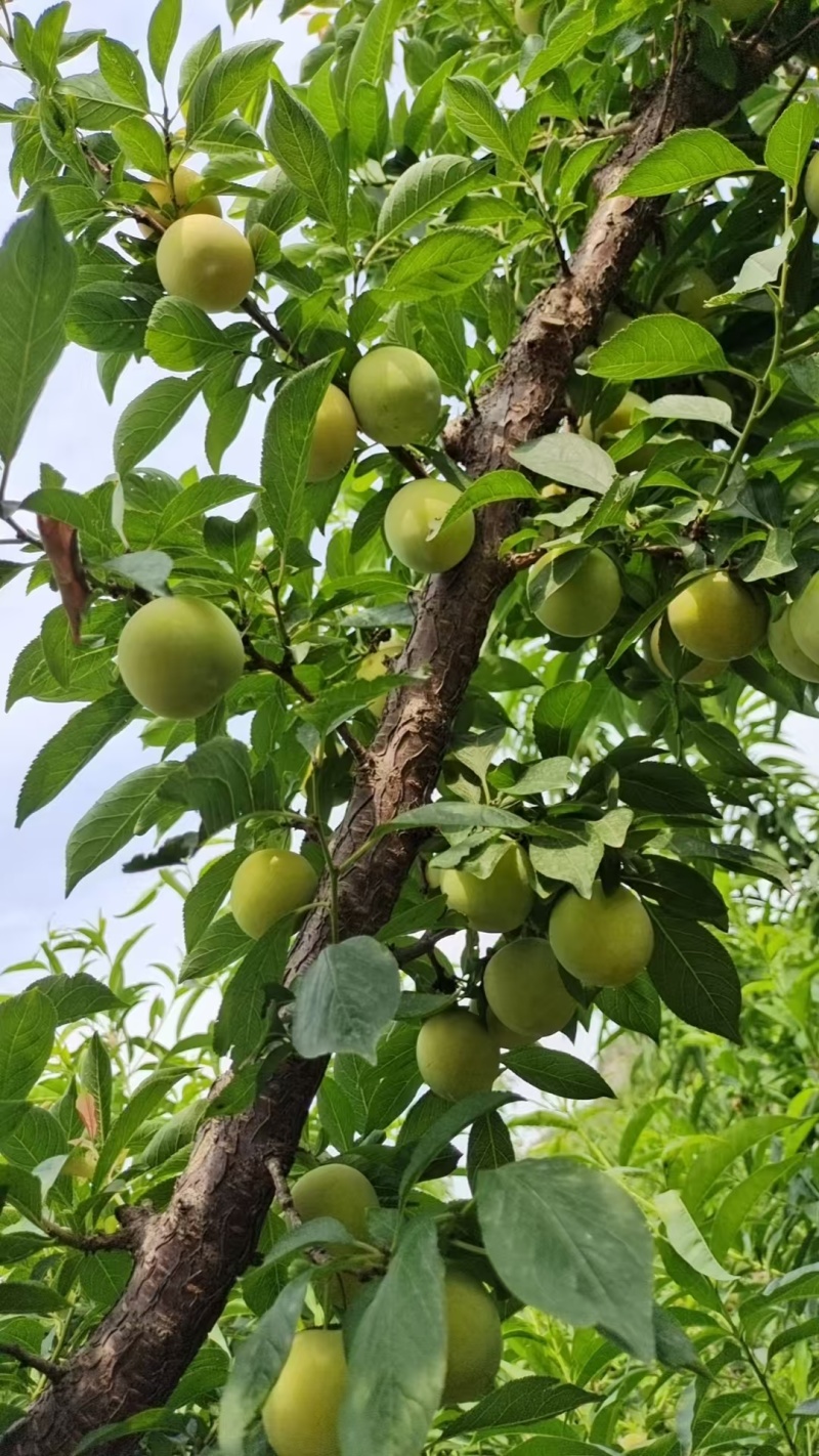 山东黄金李新鲜上市，一手货源质量保证，视频看货对接全国