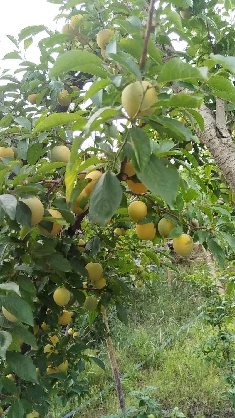 山东黄金李新鲜上市，一手货源质量保证，视频看货对接全国