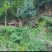 中华土蜂蜜