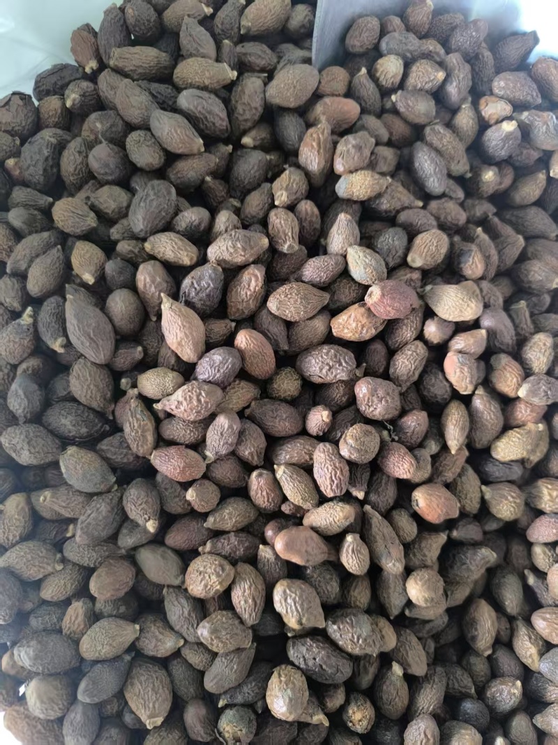 精品安徽中药材胖大海，优质胖大海，质量保证，服务周到