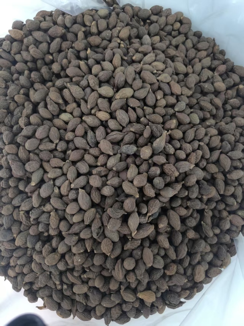精品安徽中药材胖大海，优质胖大海，质量保证，服务周到