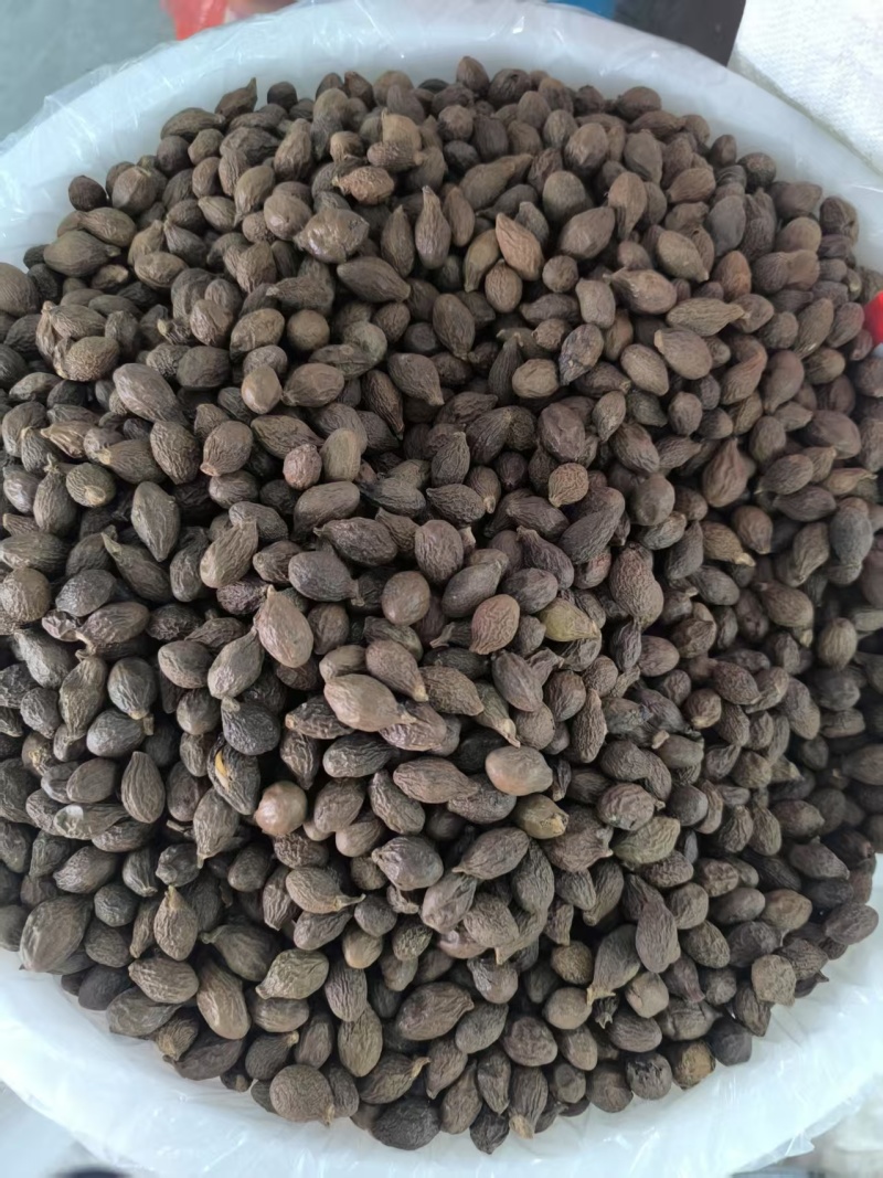 精品安徽中药材胖大海，优质胖大海，质量保证，服务周到