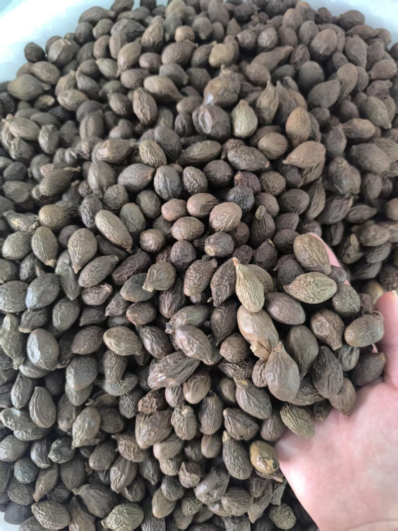 精品安徽中药材胖大海，优质胖大海，质量保证，服务周到