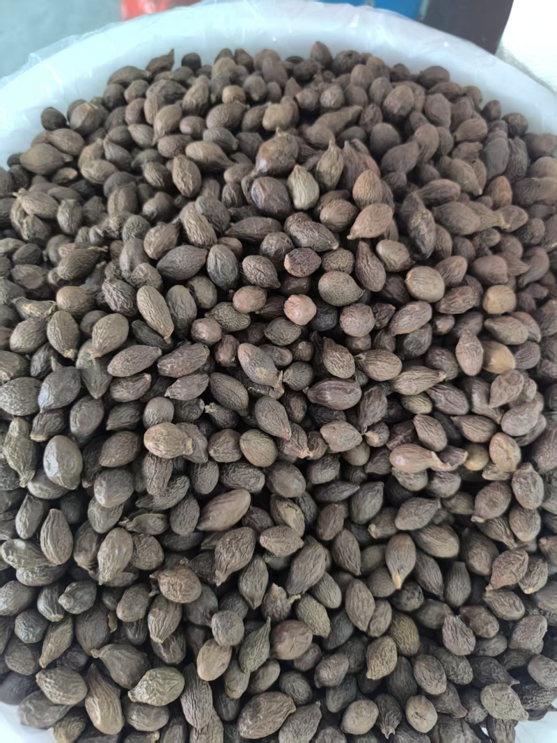 精品安徽中药材胖大海，优质胖大海，质量保证，服务周到