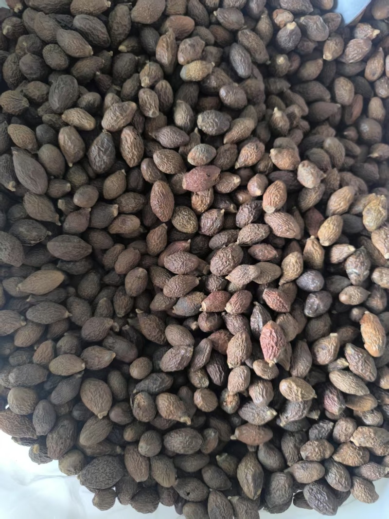 精品安徽中药材胖大海，优质胖大海，质量保证，服务周到