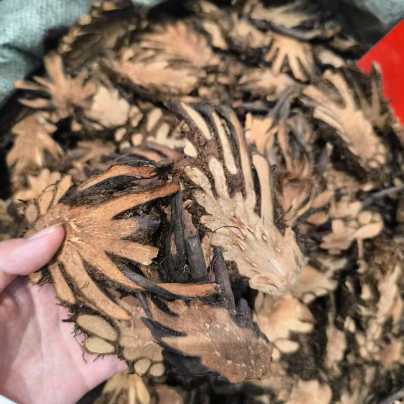 贯众中药材贯众优选选货常年加工批发价格