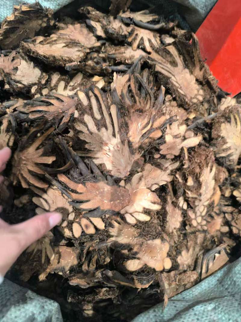 贯众中药材贯众优选选货常年加工批发价格