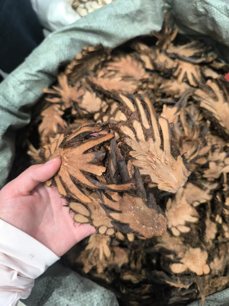 贯众中药材贯众优选选货常年加工批发价格