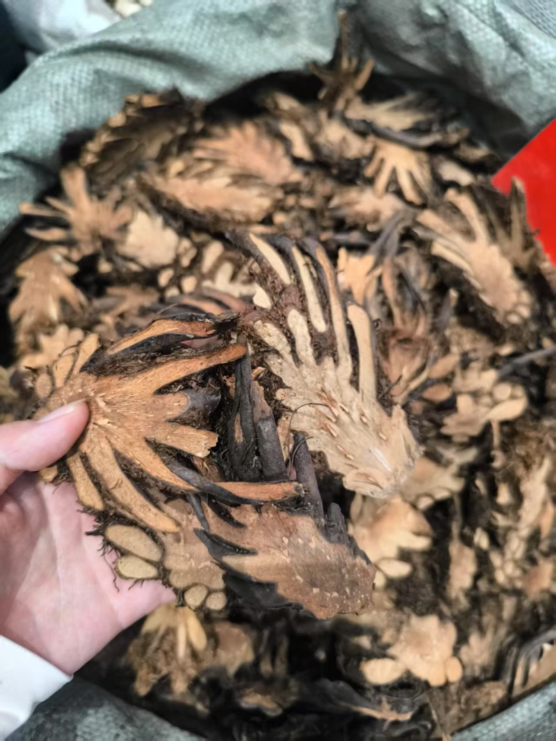 贯众中药材贯众优选选货常年加工批发价格