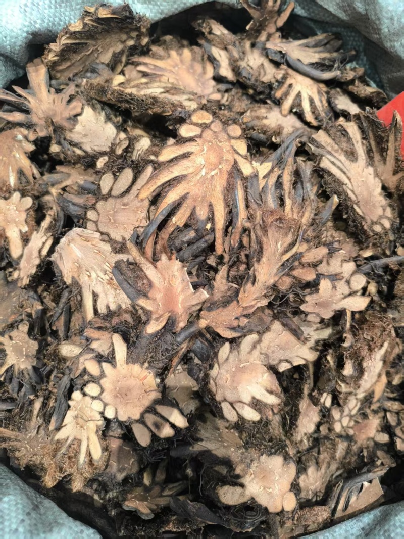 贯众中药材贯众优选选货常年加工批发价格