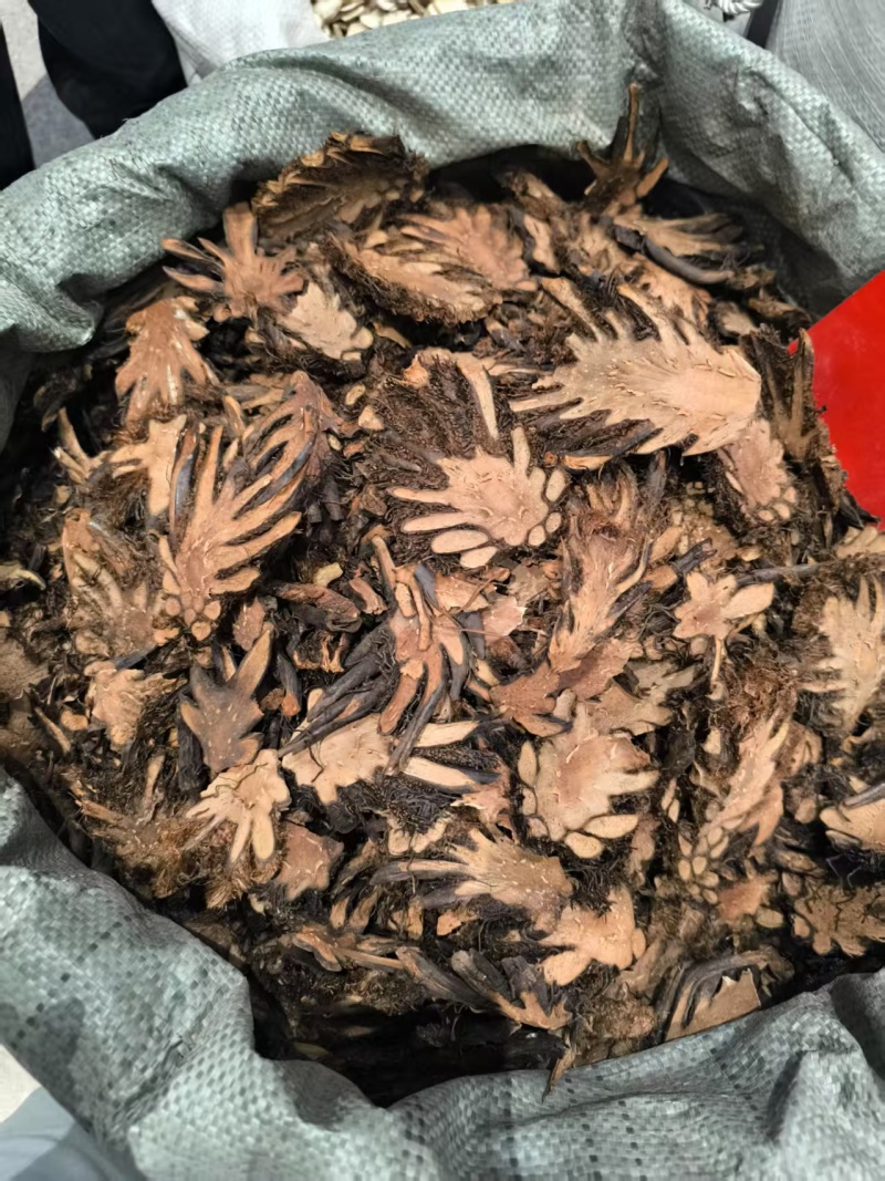 贯众中药材贯众优选选货常年加工批发价格