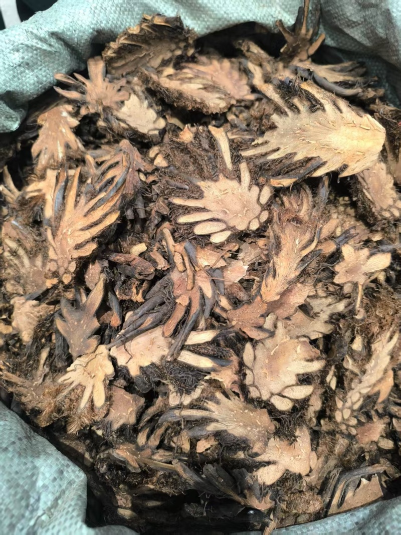 贯众中药材贯众优选选货常年加工批发价格