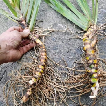 【热卖推荐】湖南邵阳石菖蒲苗源头产地直发可线上下单
